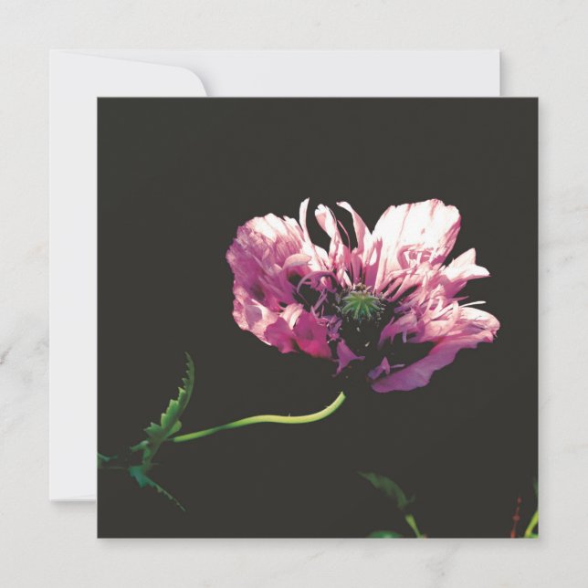 Papaver Sugarplum Card (Front)