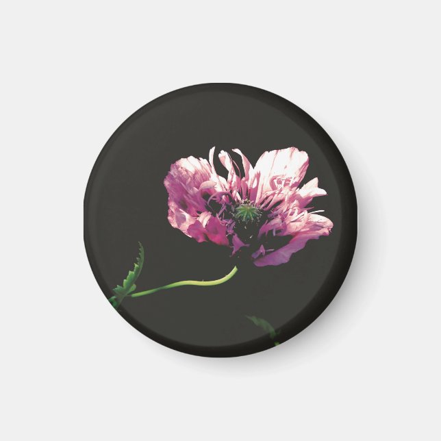 Papaver Sugarplum Magnet (Front)