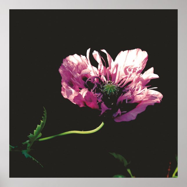 Papaver Sugarplum  Poster (Front)