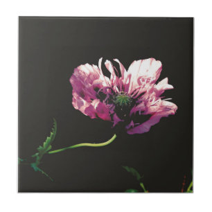 Papaver Sugarplum  Tile
