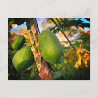 Papaya de la Finca Postal Postcard