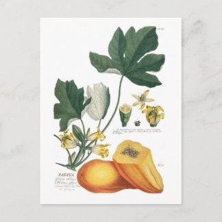 Papaya Postcard