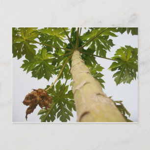 Papaya Tree, Nigeria Postcard