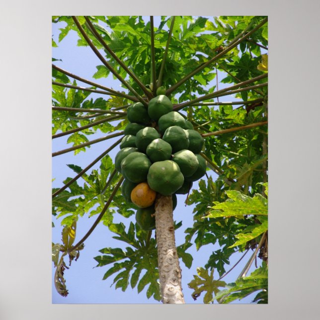 Papaya Tree Poster (Front)