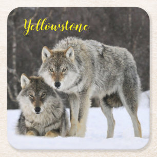 Paper Coaster Set-Yellowstone Wolf