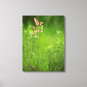 Paper Hearts (Rumex Woodii), Ukhahlamba 2 Canvas Print