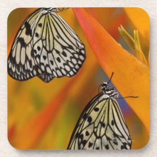 Paper Kite Butterflies (Idea leuconoe) on flower Coaster