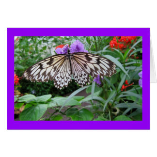 Paper Kite Butterfly