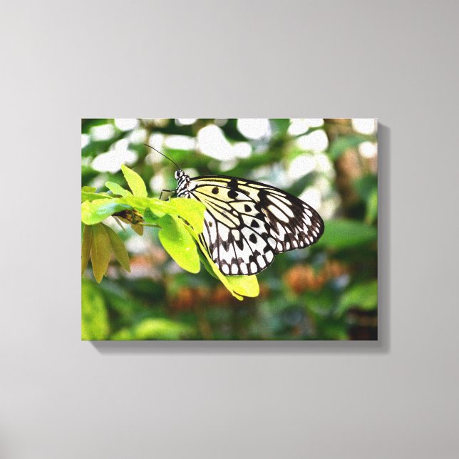 Paper kite butterfly canvas print (Front)