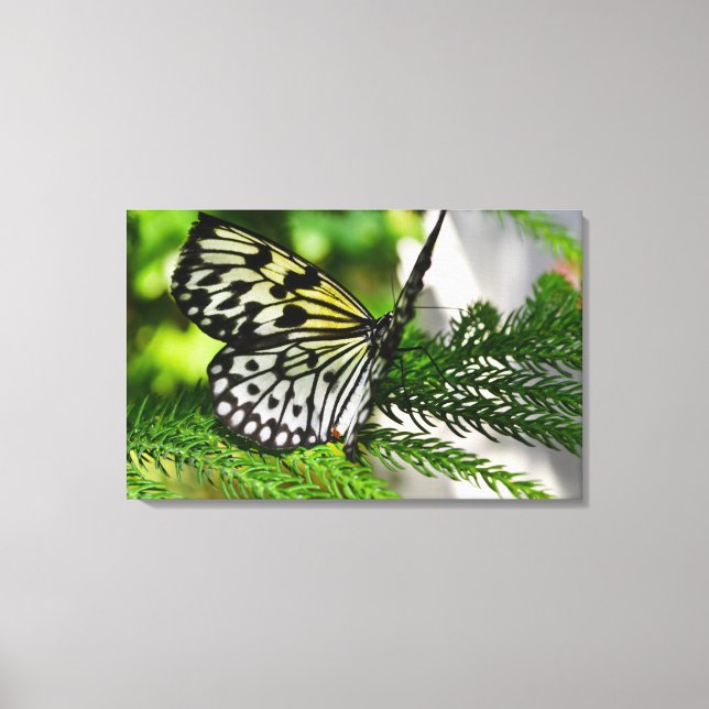 Paper Kite Butterfly Canvas Print (Front)