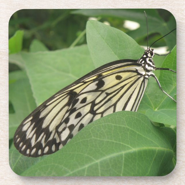 Paper Kite Butterfly Macro Cork Coasters (Front)