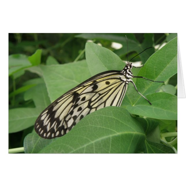 Paper Kite Butterfly Macro Greeting Card (Front Horizontal)