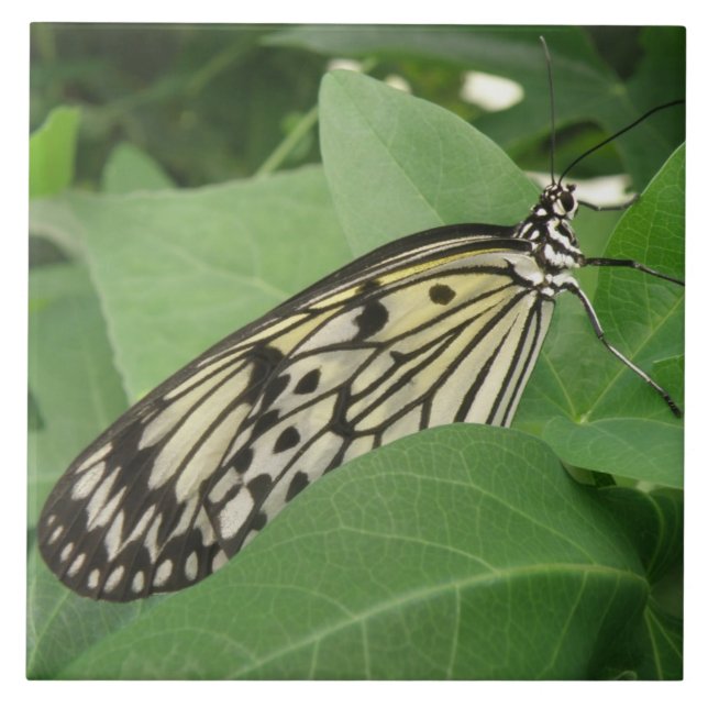 Paper Kite Butterfly Macro Tile (Front)