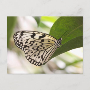 Paper kite butterfly postcard