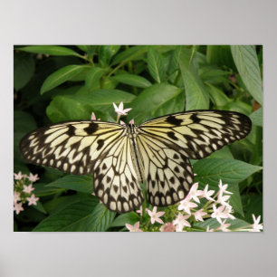 Paper Kite Butterfly Print