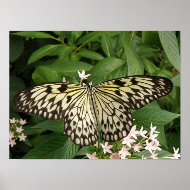 Paper Kite Butterfly Print (Front)