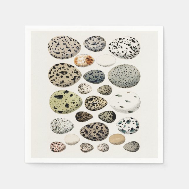 PAPER NAPKIN : VINTAGE BIRDS EGGS CHART (Front)