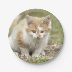 Paper Plane. Photo cat, pet. Paper Plate