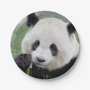 Paper plane Photo giant panda 0309. Plate