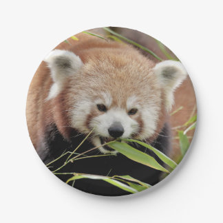 Paper plane Photo red panda 0469. Paper Plate