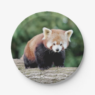 Paper plane Photo red panda 0473. Plate
