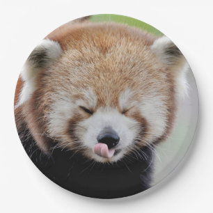 Paper plate photo red panda. Panda roux. Animals.