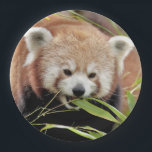 Paper plate photo red panda. Panda roux. Animals.<br><div class="desc">Do you like my products? You want to support me?
Love and share my products.

Thank you.
---------------------------

Vous aimez mes produits? Vous voulez me soutenir?
Aimez et partager mes produits.

Merci.</div>