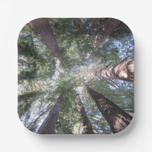 Paper Plates and Bowls California Redwoods Look Up