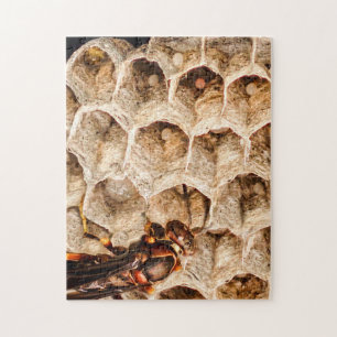 Paper Wasp With Nest And Eggs Puzzle