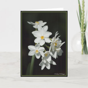 Paperwhite Narcissus Card