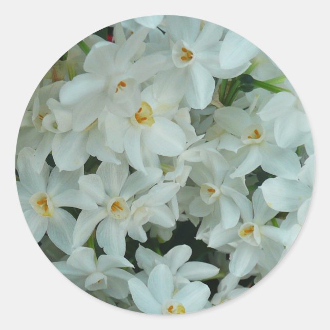 Paperwhite Narcissus Delicate White Flowers Classic Round Sticker (Front)