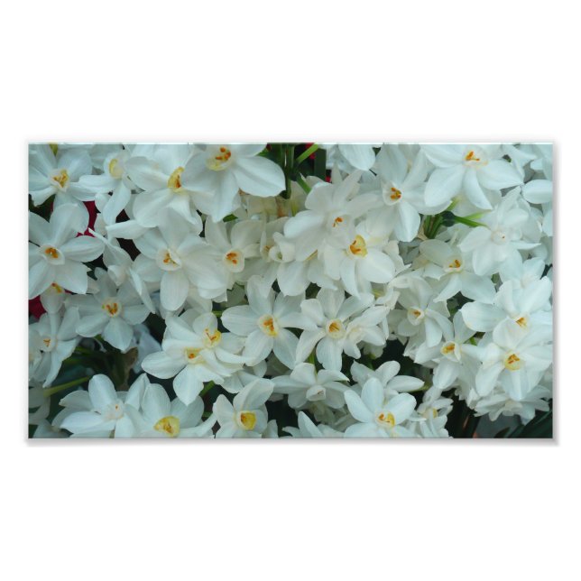 Paperwhite Narcissus Delicate White Flowers Photo Print (Front)