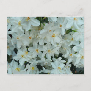 Paperwhite Narcissus Delicate White Flowers Postcard