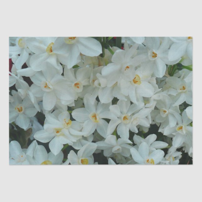 Paperwhite Narcissus Delicate White Flowers Tissue Paper (Front)