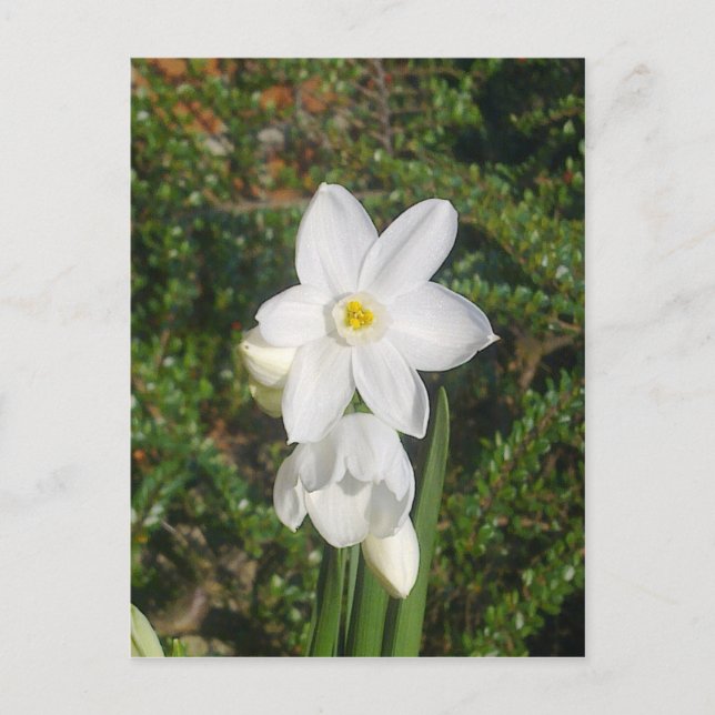 Paperwhite Postcard (Front)