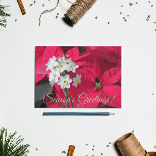 Paperwhites and Red Poinsettia Floral Holiday Postcard