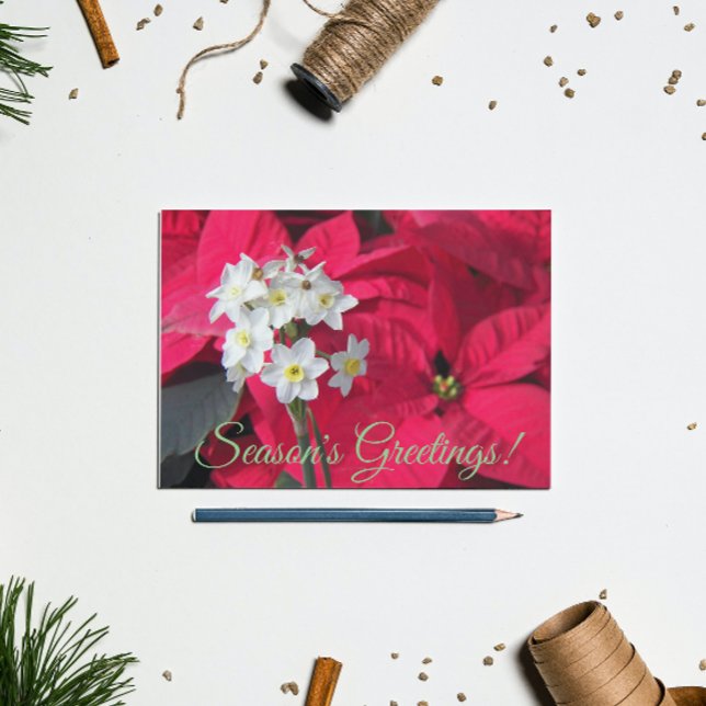 Paperwhites and Red Poinsettia Floral Holiday Postcard (In Situ)