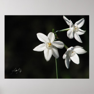 Paperwhites in Black Poster