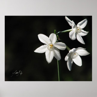 Paperwhites in Black Poster