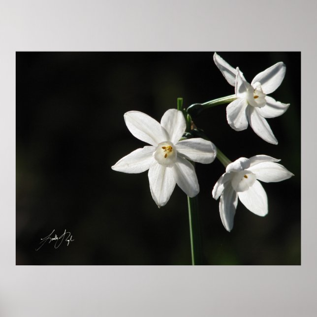 Paperwhites in Black Poster (Front)
