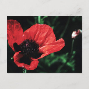 Papery Red Poppy Postcard