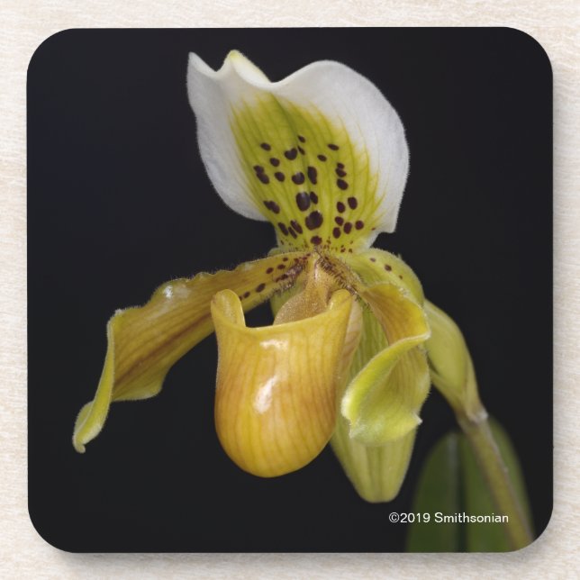 Paphiopedilum Exul Coaster (Front)