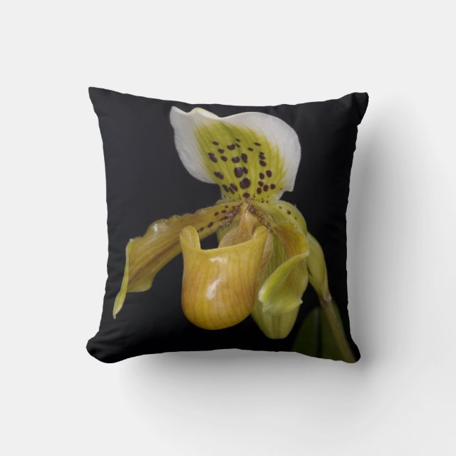 Paphiopedilum Exul Cushion (Front)