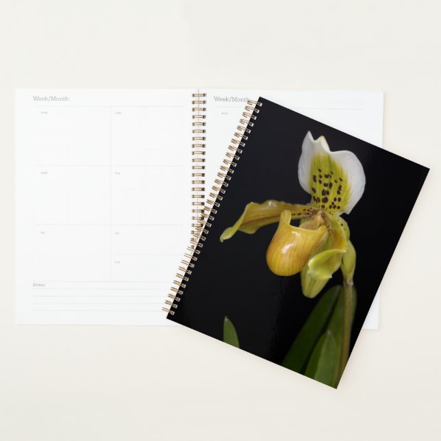 Paphiopedilum Exul Planner (Display)