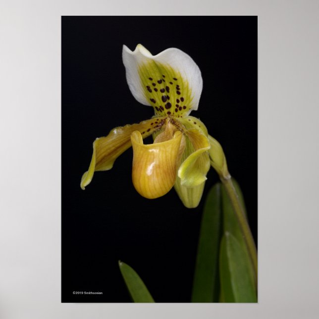Paphiopedilum Exul Poster (Front)