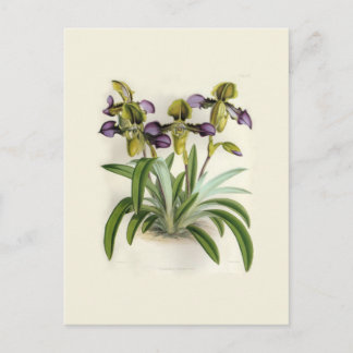 Paphiopedilum hirutissimum by W H Fitch Postcard