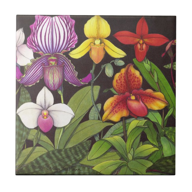 Paphiopedilum Lady Slipper Orchids Tile (Front)
