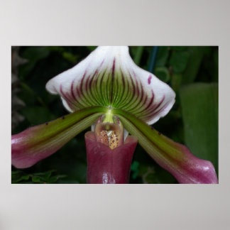 Paphiopedilum Orchid Poster