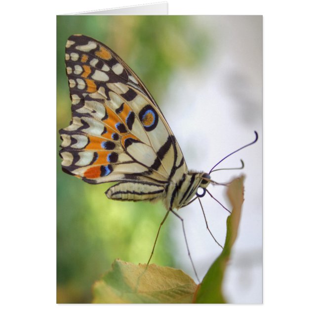 Papilio demoleus (Front)
