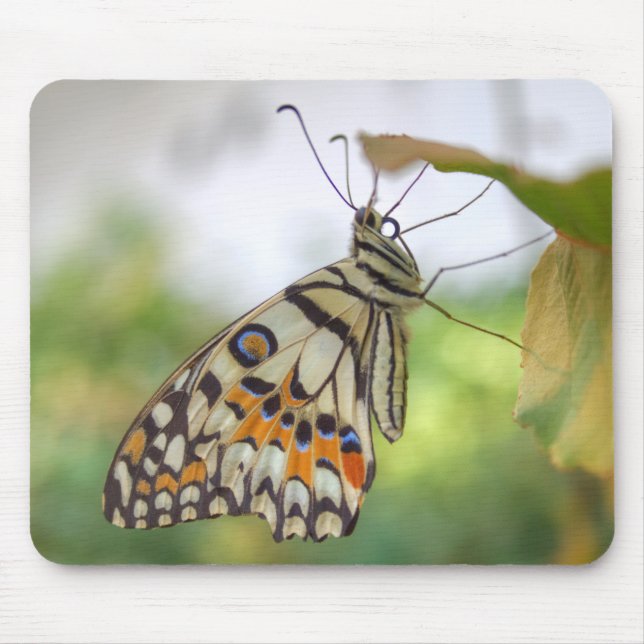 Papilio demoleus mouse mat (Front)